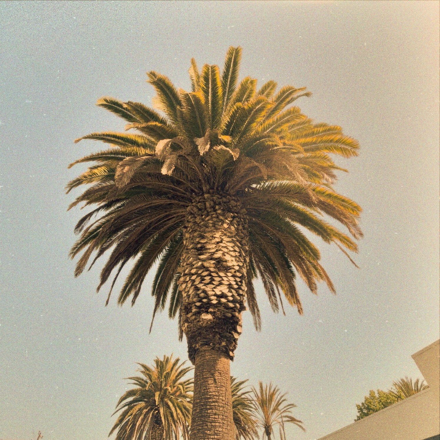 🌴